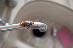 photograph-of-a-roach-on-a-kitchen-water-faucet